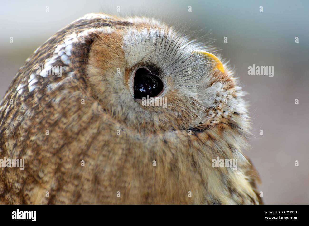 Ritratto di un Allocco (Strix aluco) guardando in alto Foto Stock