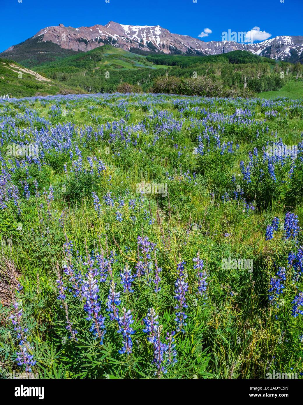 Lupino sul pendio di una collina, ultimo dollaro Road, County Road 58P, San Juan Mountains vicino Ridgway, Colorado. Foto Stock