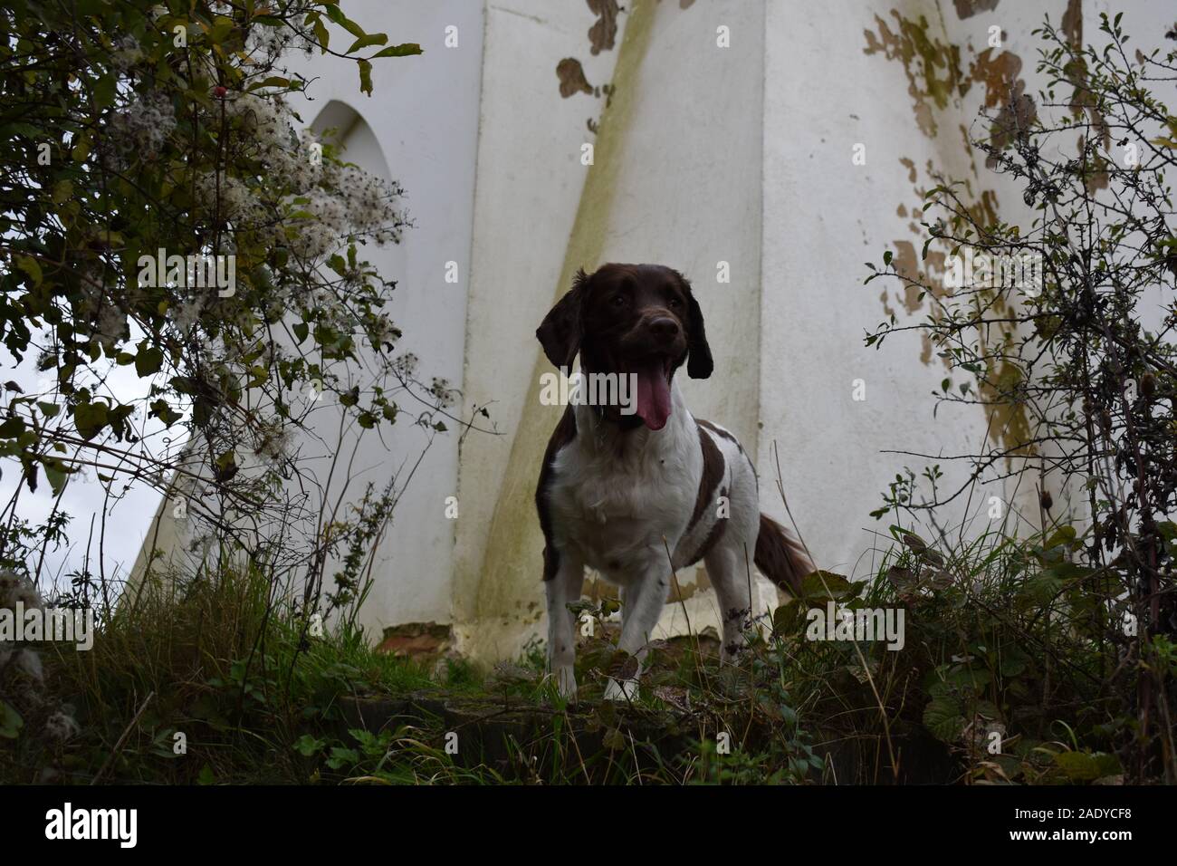 Rosie Farley Mount Foto Stock