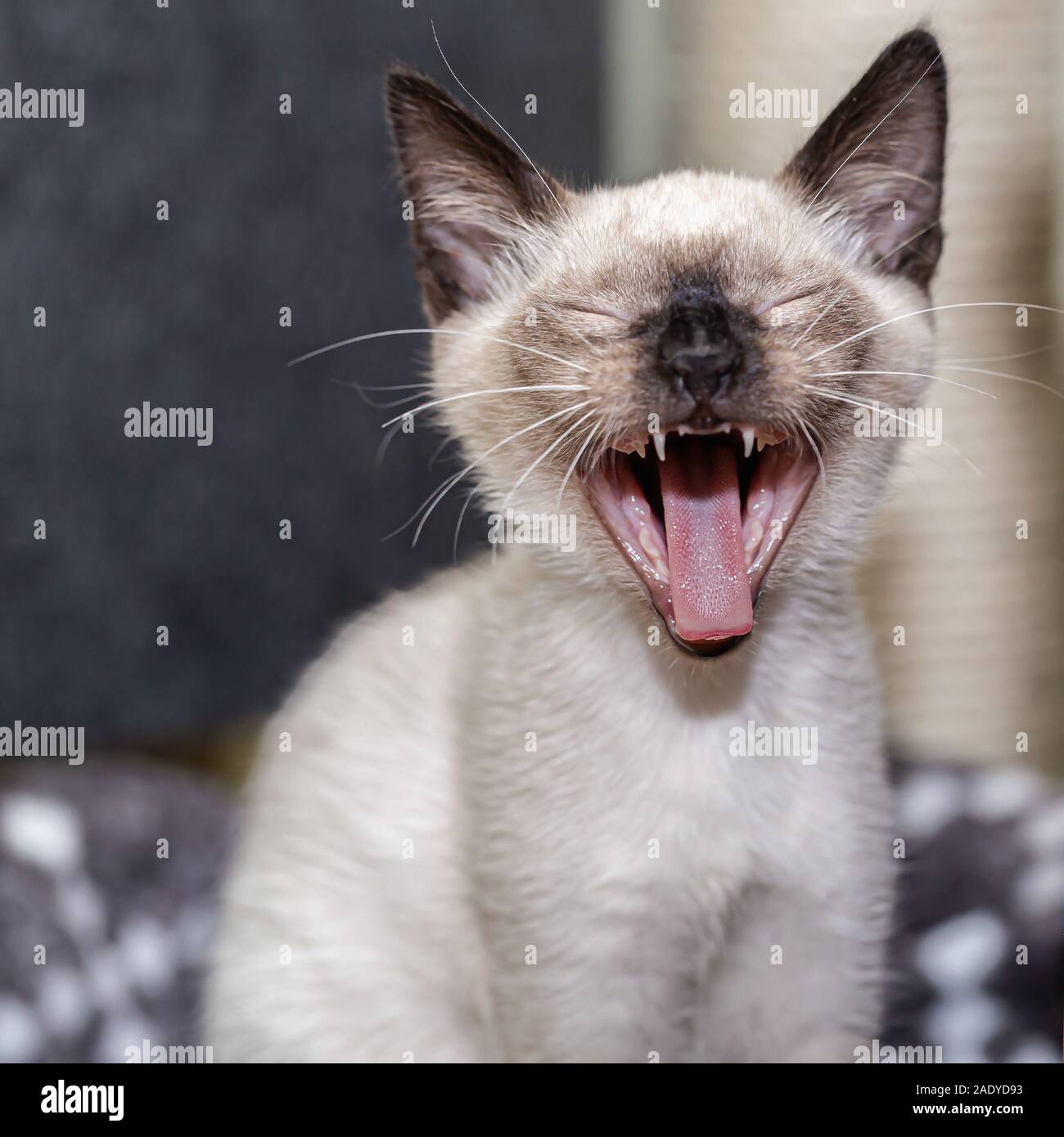 Il gattino thailandese chiuse gli occhi, sbadiglia e apre la bocca. Foto Stock