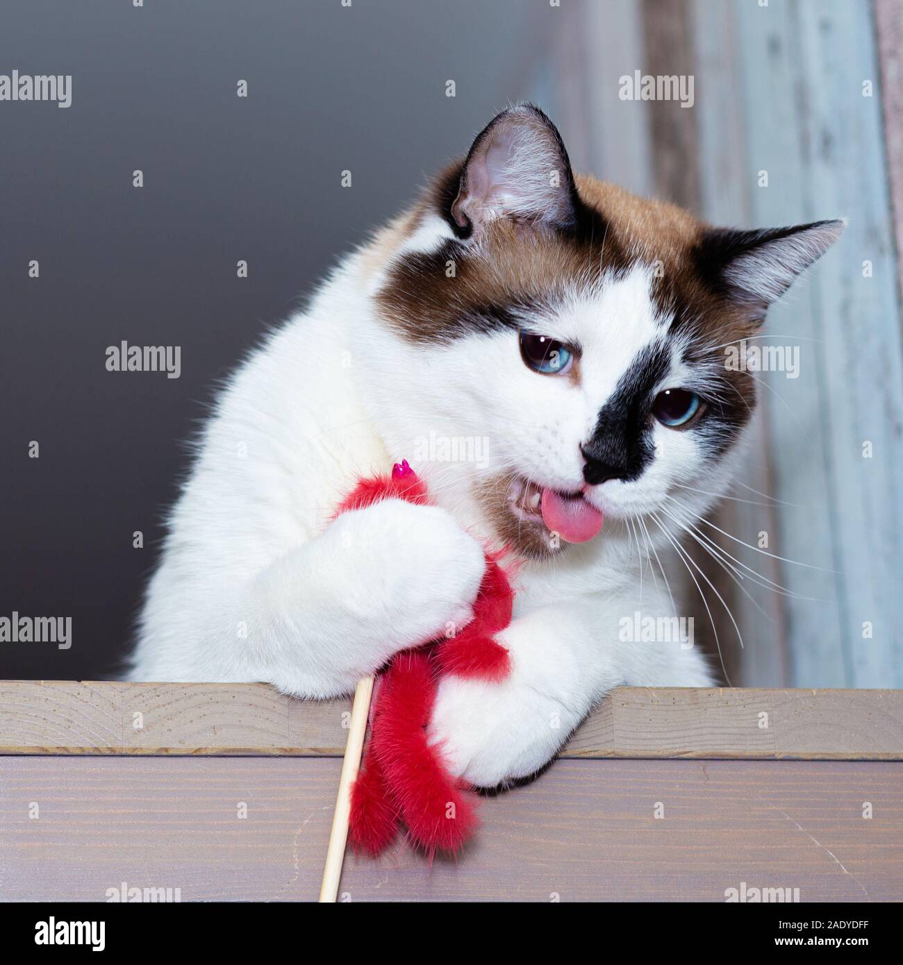 Una razza di gatto di neve-shu stacca fuori la sua lingua e gioca con il suo giocattolo furry con le zampe anteriori Foto Stock