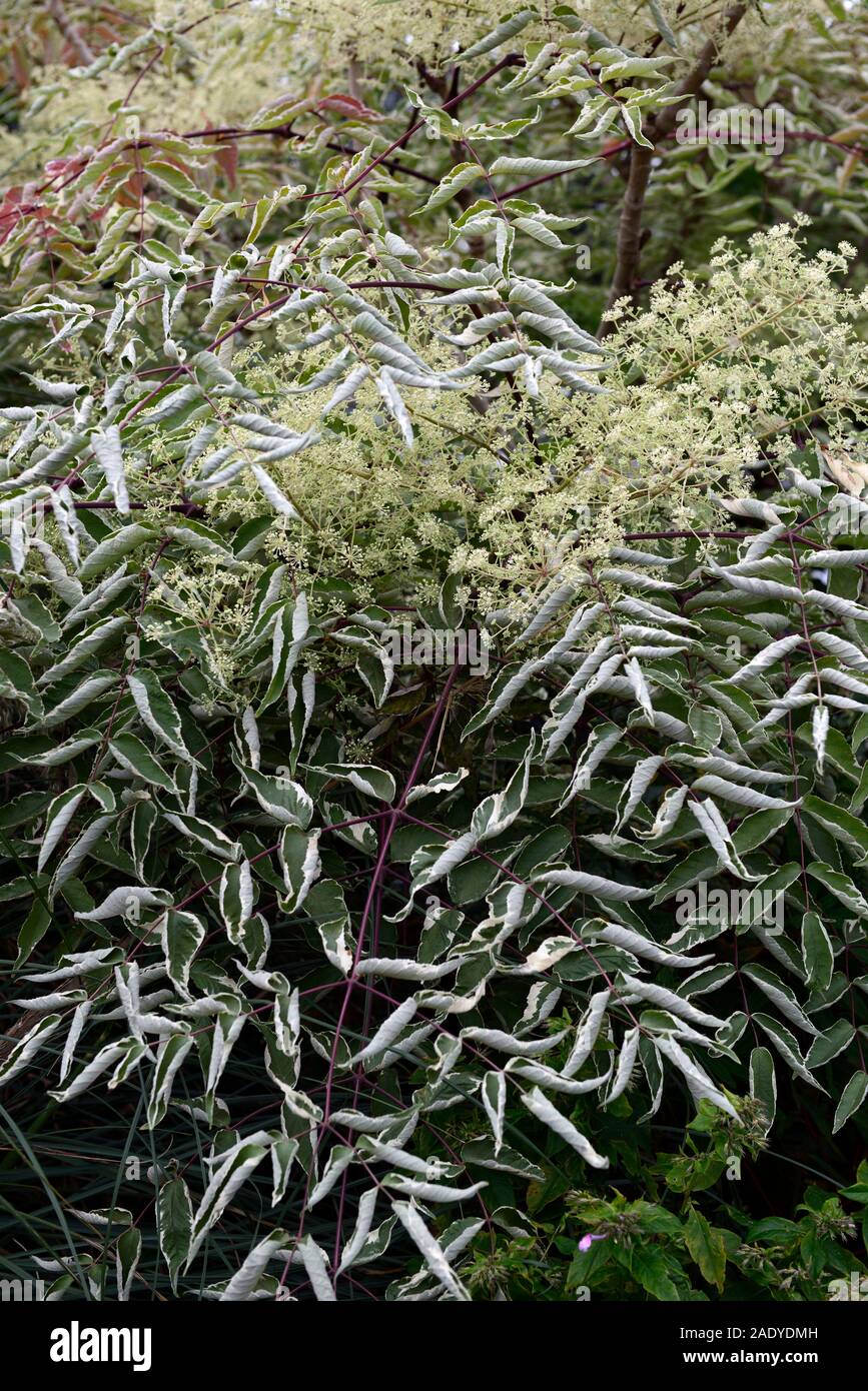 Aralia elata argento,ombrello Ombrello argento variegato Devil's Bastone,Cinese struttura angelica,giapponese albero angelica, coreano angelica tree,foglie Foto Stock