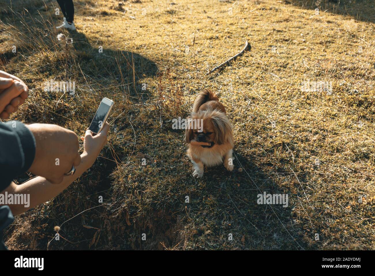 Orgogliosa piccolo cane di mangiare una salsiccia e circondato da mani che scattare foto con smart phone Foto Stock