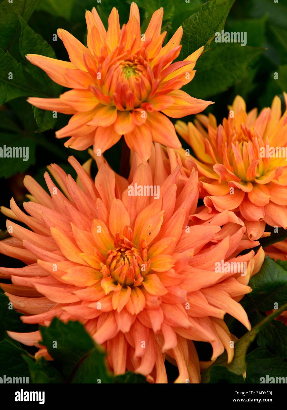 Dahlia ludwig helfert,cactus dahlia,dalie,fiore di arancia,fiori,fioritura,RM Floral Foto Stock
