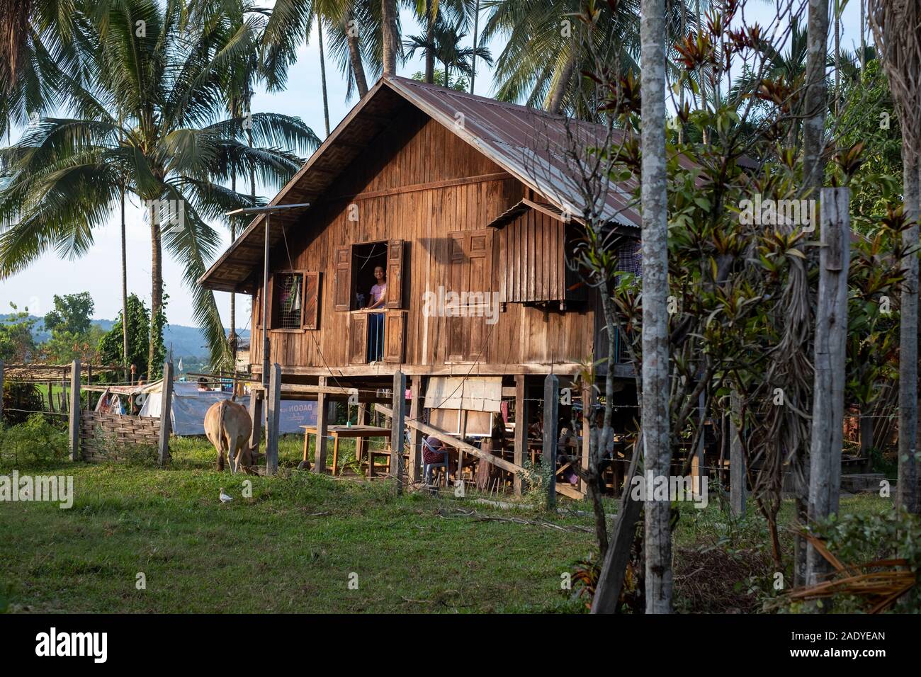 Un tradizionale rurale casa birmano con un tetto dello stagno, costruzioni in legno, sollevato palificazioni e piccolo recinto per bestiame nel nord-ovest del Myanmar (Birmania) Foto Stock
