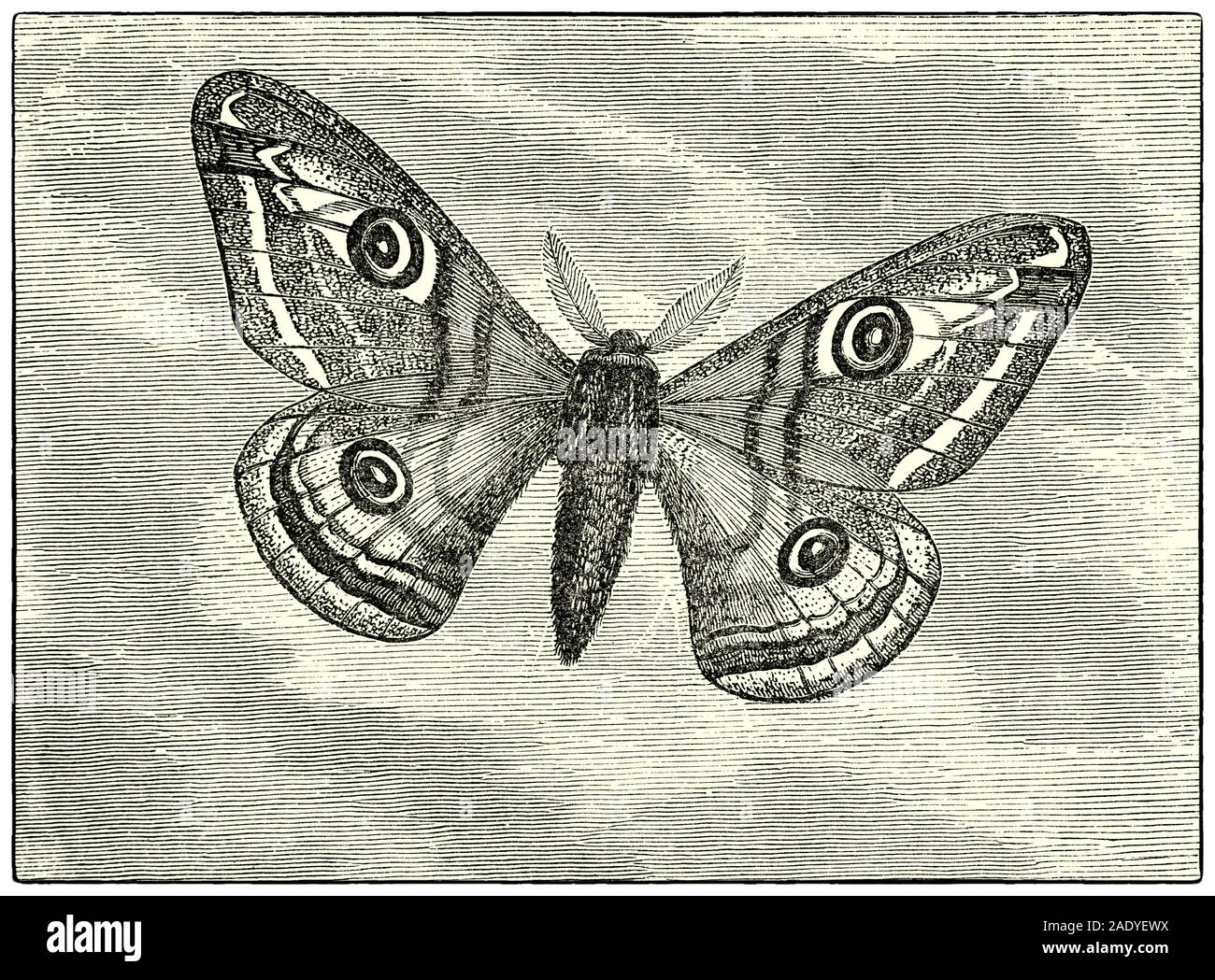 Saturnia pavonia, il piccolo imperatore moth, è una falena della famiglia Saturniidae. Essa è stata descritta per la prima volta da Carlo Linneo nel suo 1758 decima edizione del Systema Naturae. Talvolta il genere errato nome Pavonia è ancora utilizzato per questa specie. Questa falena avviene in tutta la regione di Palearctic ed è il solo membro della sua famiglia a essere trovati nelle isole britanniche, dove viene di solito chiamato semplicemente la falena imperatore. Foto Stock