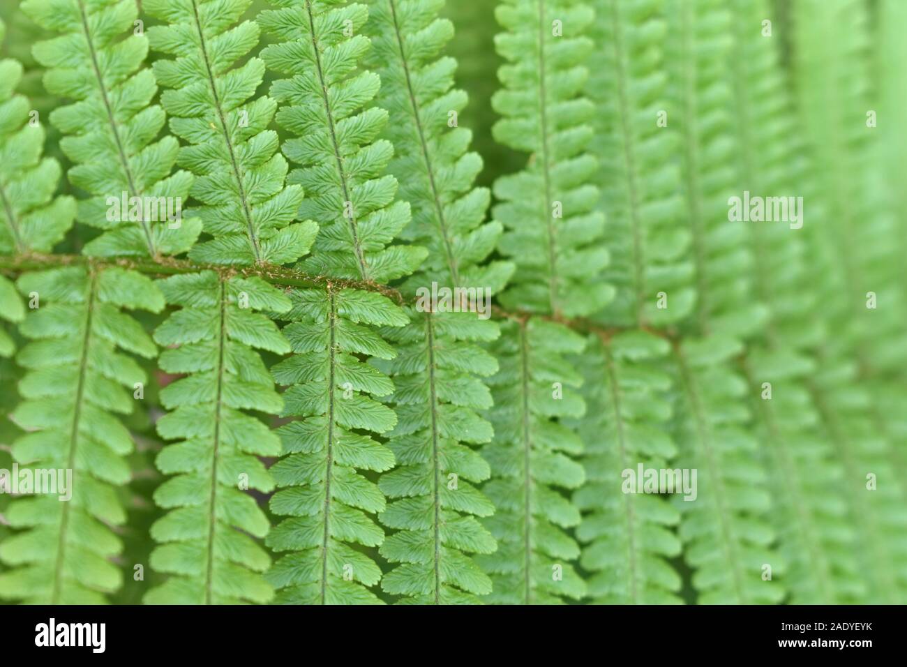 Primo piano di una foglia verde di felce Foto Stock