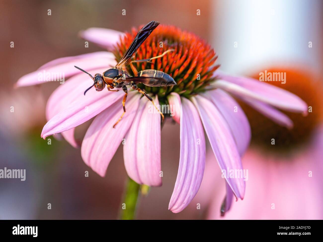 Carta settentrionale Wasp su una fioritura viola Echinacea fiore in estate e sta per prendere il via in aria Foto Stock