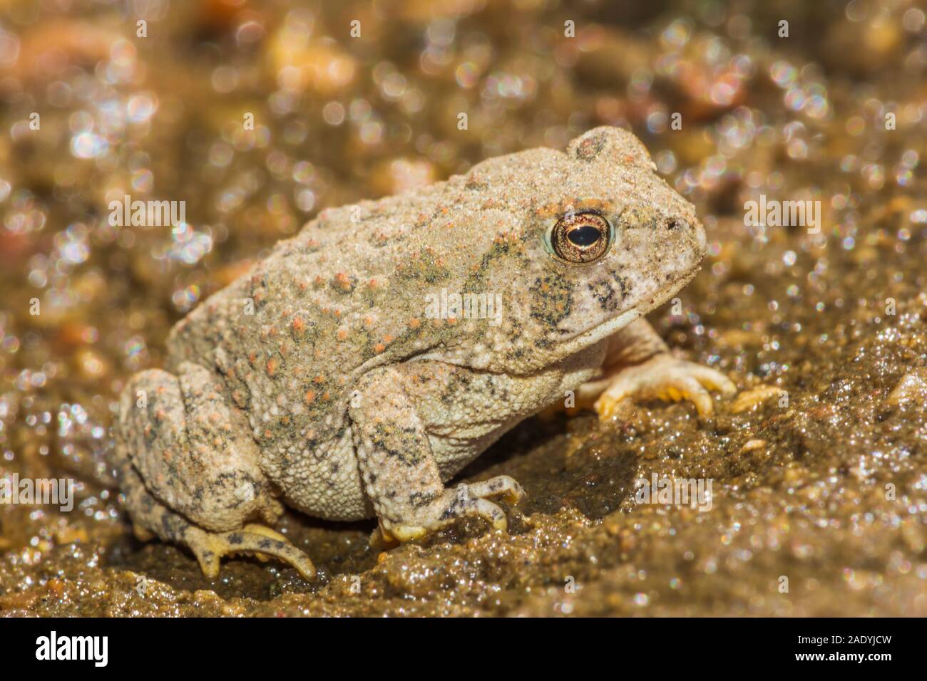 Tiny giovani Woodhouse's toad appena due pollici di lunghezza si trova in zona sabbiosa vicino oriente prugna Creek, Castle Rock Colorado US. Foto scattata in agosto. Foto Stock