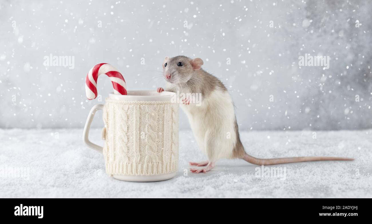 Ratto con la Winter Cup e candy cane nella neve. Anno Nuovo 2020 simbolo. Foto Stock