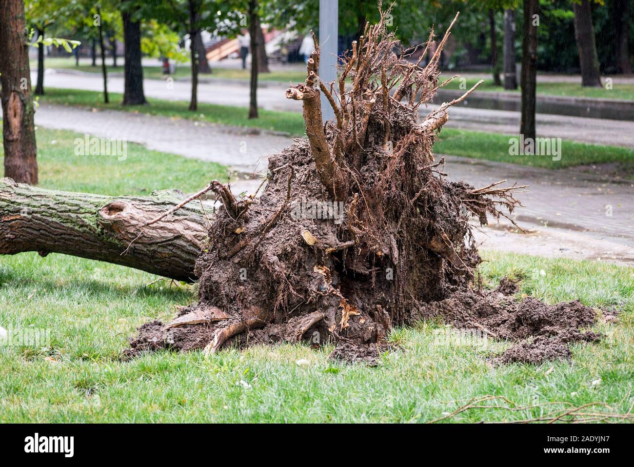 Danni provocati dalla tempesta. Albero caduto dopo una tempesta. Tornado danni provocati dalla tempesta provoca un grande albero maturo per essere spezzato e cadde a terra. Foto Stock