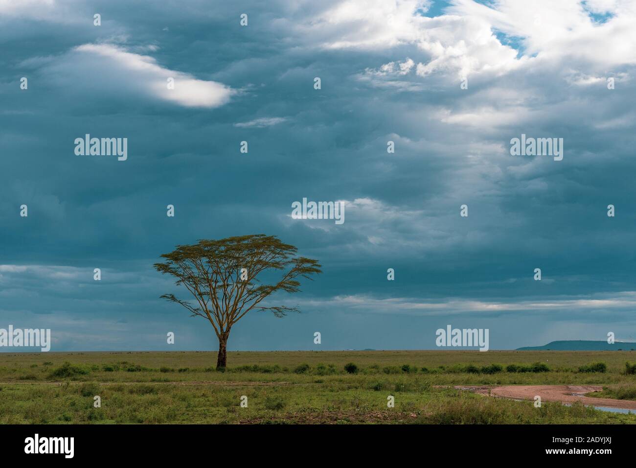 Panorama africana nel parco nazionale del Serengeti Foto Stock