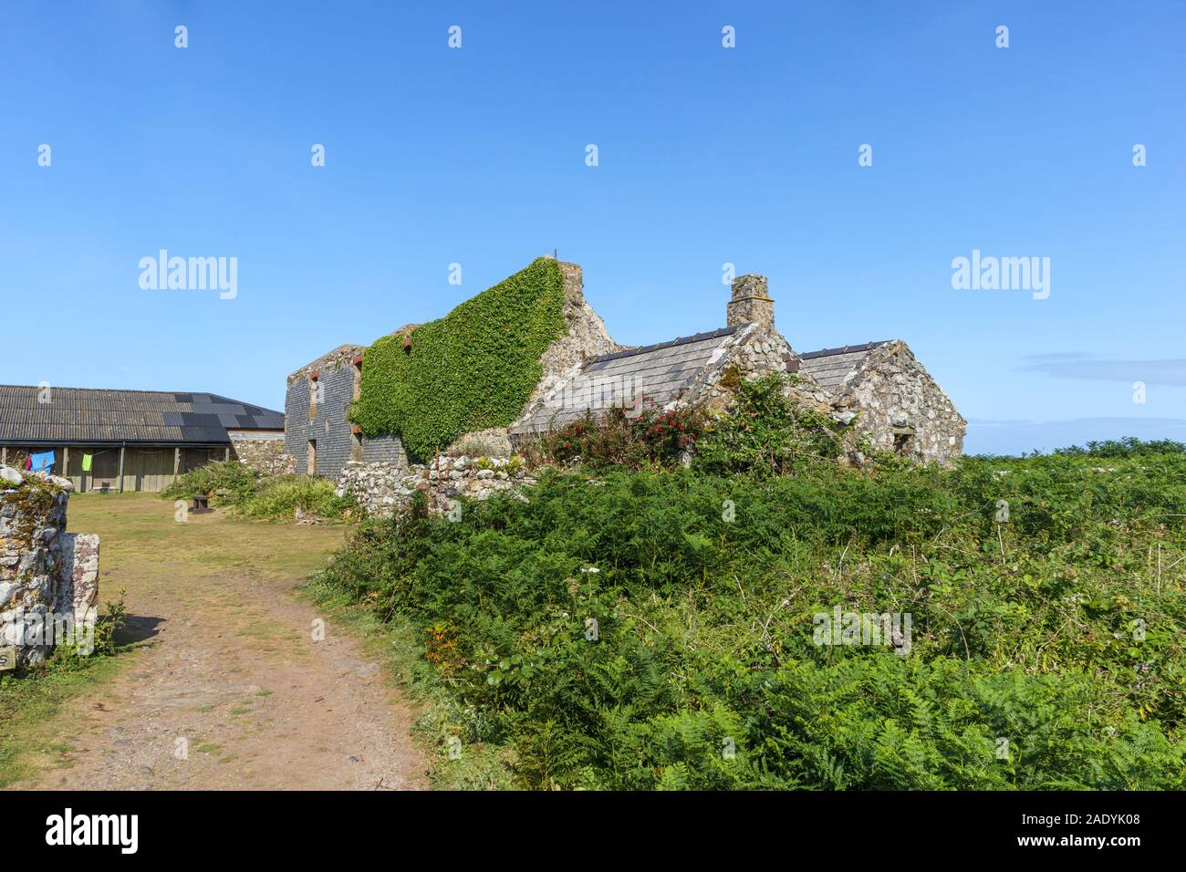 Le rovine della vecchia azienda agricola utilizzata come ostello alloggio sull'Isola di Skomer su Il Pembrokeshire Coast, West Wales Foto Stock