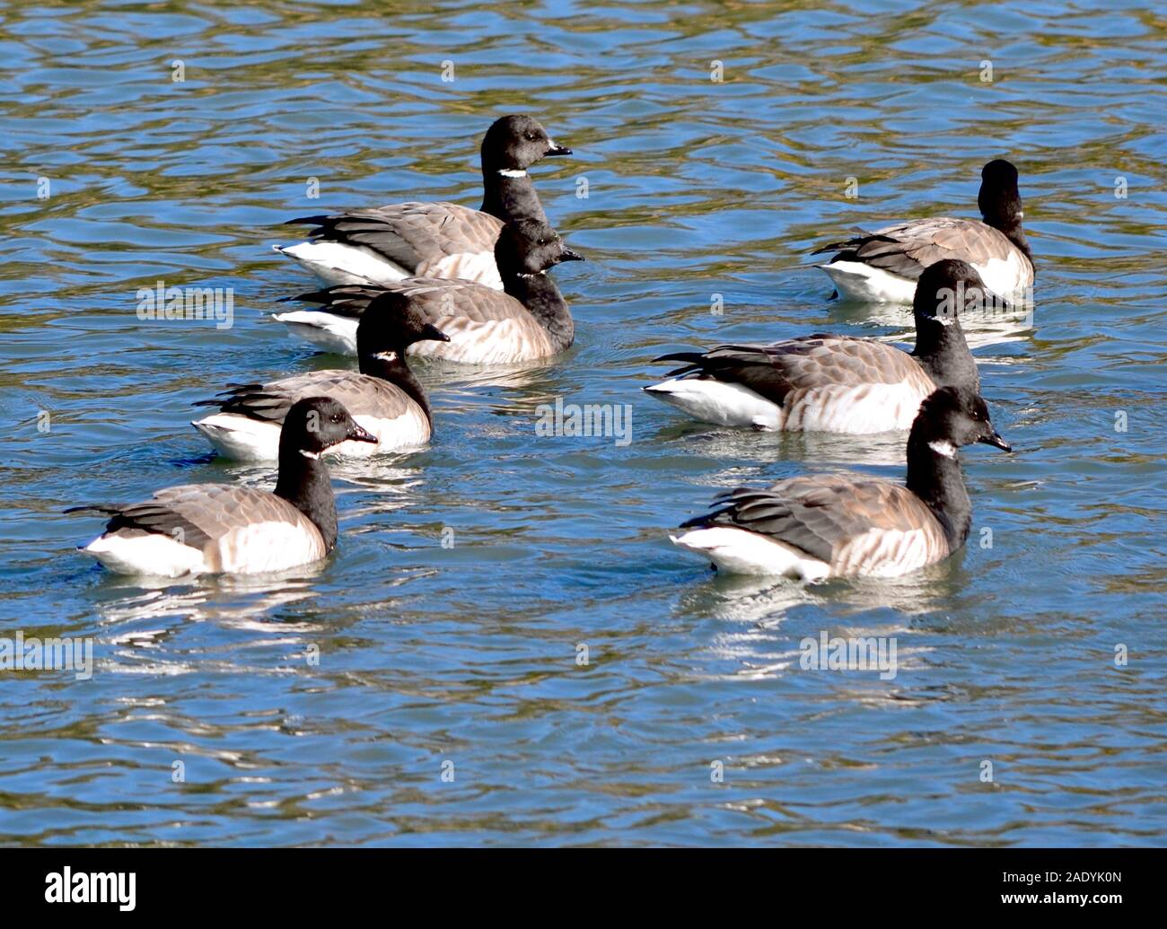 Una zattera di brants riposo in un Long Island Harbour dopo la migrazione dal loro Circolo Polare Artico di nidificazione. (Branta bernicla) Foto Stock