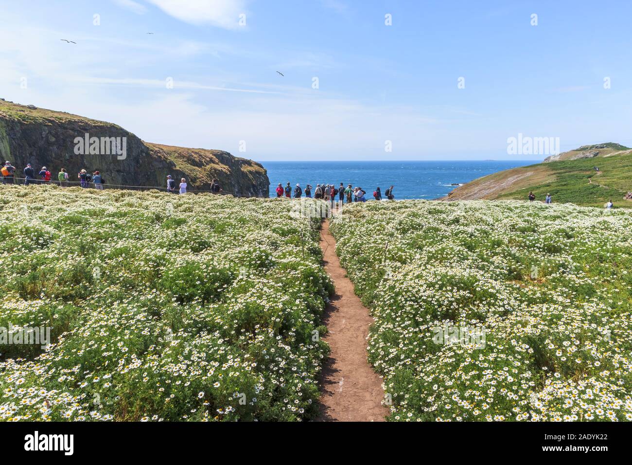 Gli amanti del birdwatching stand a picco sul mare su un sentiero attraverso riempito di fiori di prati a stoppino, Skomer Island, Pembrokeshire, West Wales Foto Stock
