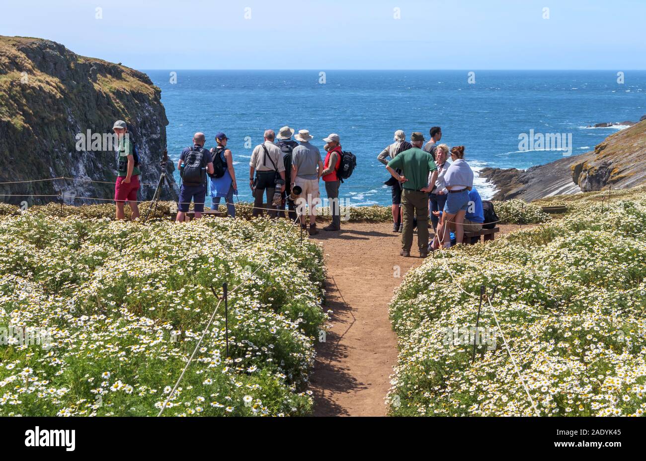 Gli amanti del birdwatching stand a picco sul mare su un sentiero attraverso riempito di fiori di prati a stoppino, Skomer Island, Pembrokeshire, West Wales Foto Stock