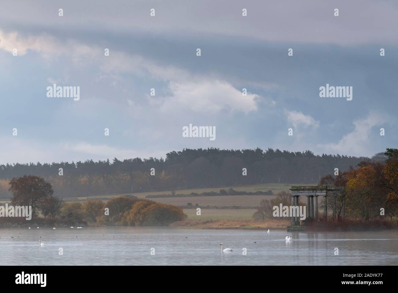 I cigni nuotare sul Loch di Skene davanti al tempio (una follia) su una tranquilla mattina in autunno Foto Stock