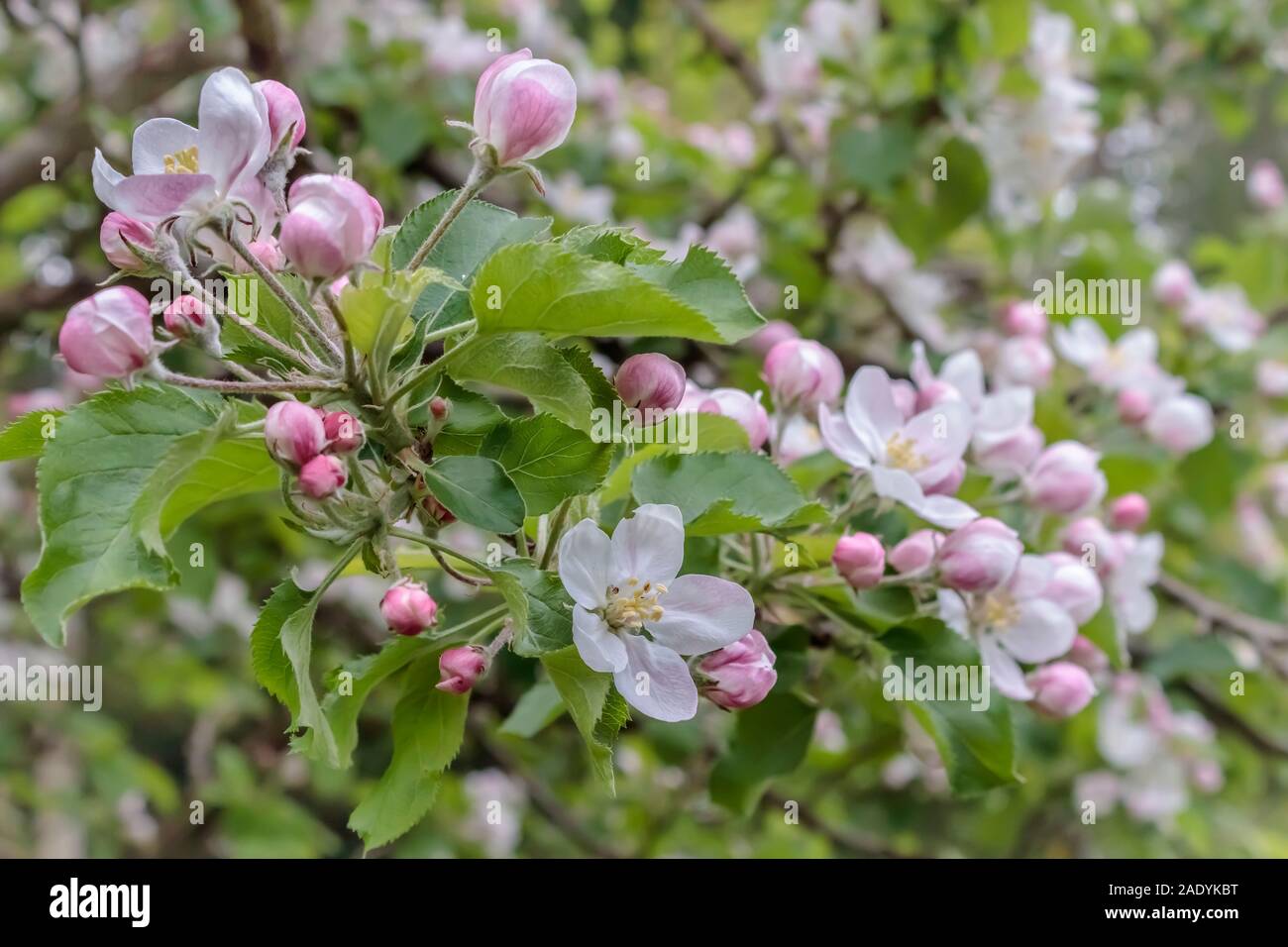 Dettaglio di un albero di mele (Jonagold varietà) in primavera, coperto con un abbondanza di colore rosa e bianco fiori e boccioli di fiori recisi (sfondo sfocato). Foto Stock