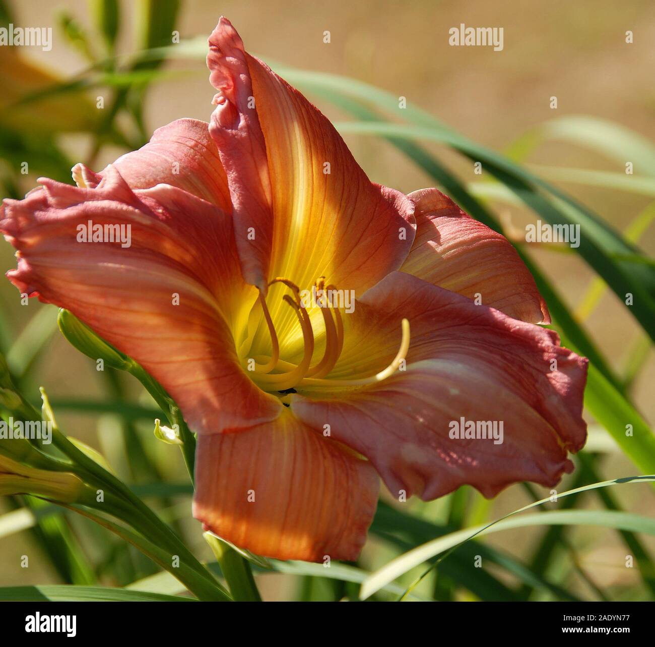 Hemerocallis 'Stoke Poges' Foto Stock