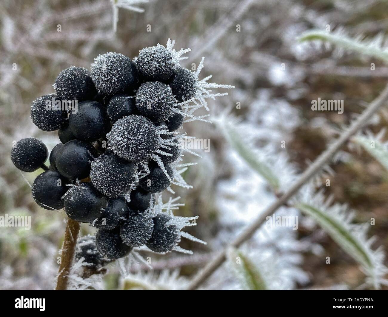 Congelati selvatica bacche di sambuco nel freddo inverno mattina Foto Stock