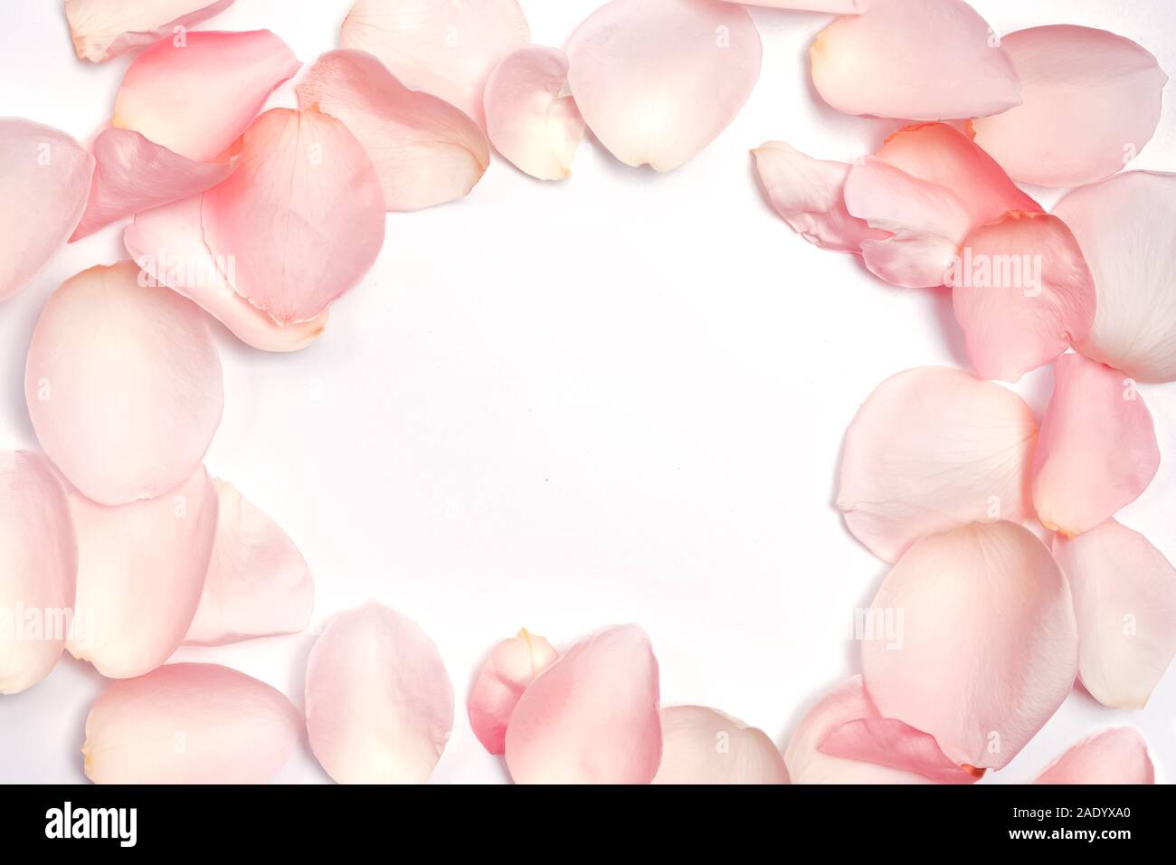 Rose petali di fiori disposti a telaio Foto Stock