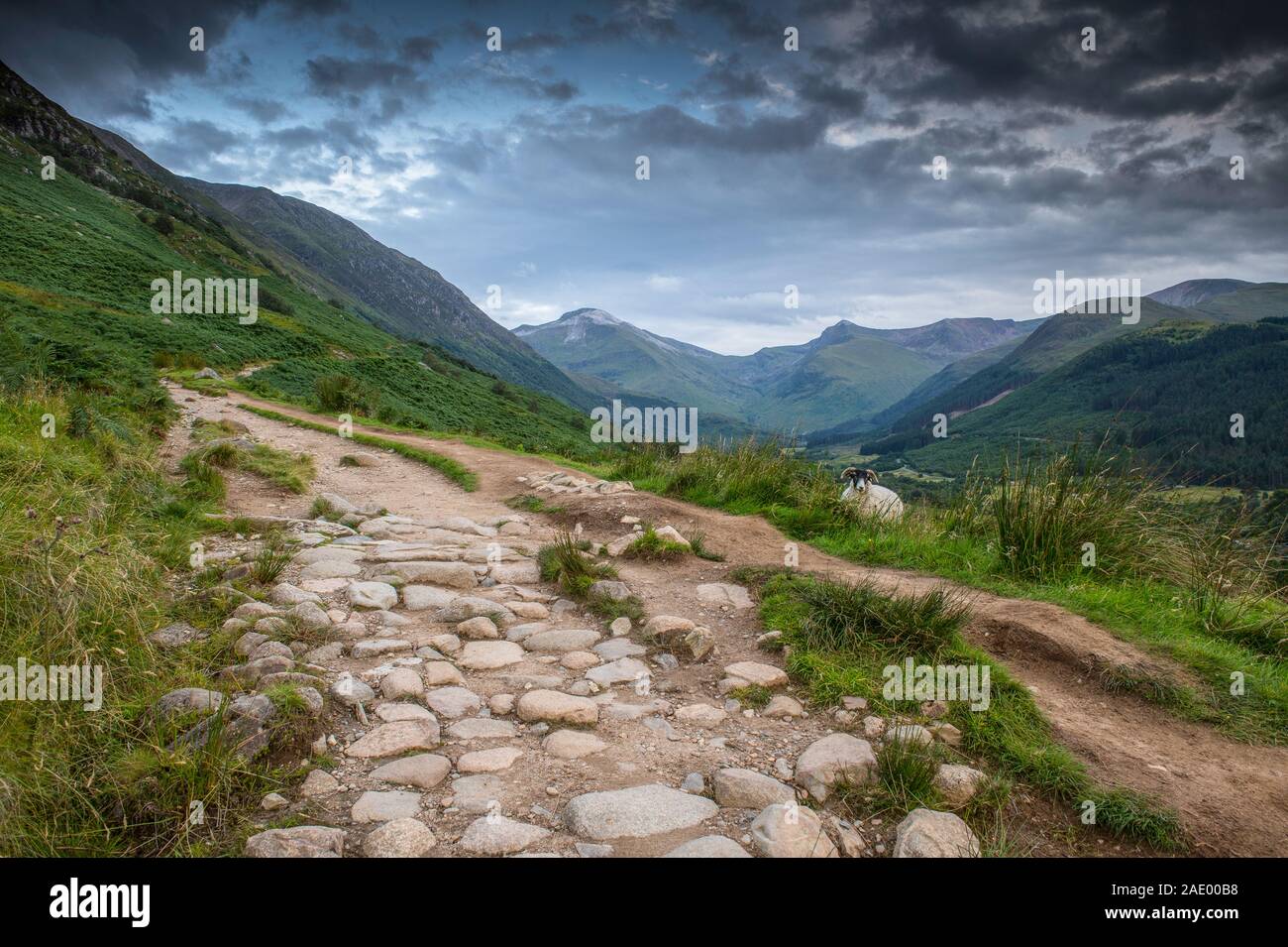 Ben Nevis sentiero di montagna Foto Stock
