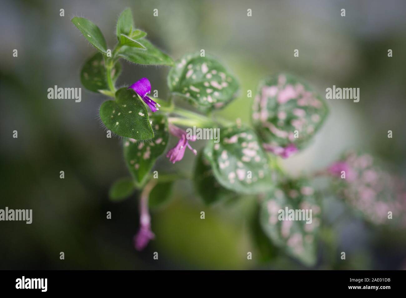 Primo piano di foglie e fiori di un hypoestes phyllostachya - rosa polka dot impianto. Foto Stock