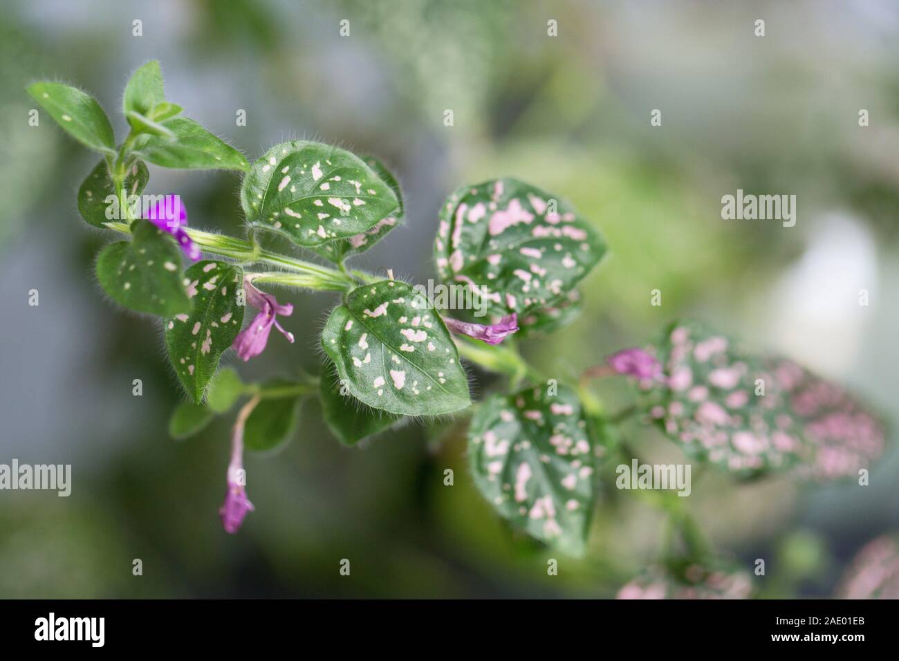 Primo piano di foglie e fiori di un hypoestes phyllostachya - rosa polka dot impianto. Foto Stock