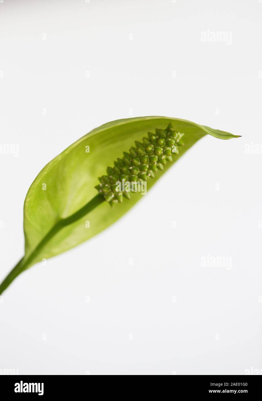 Chiusura del fiore di un Spathiphyllum - pace lily impianto. Foto Stock