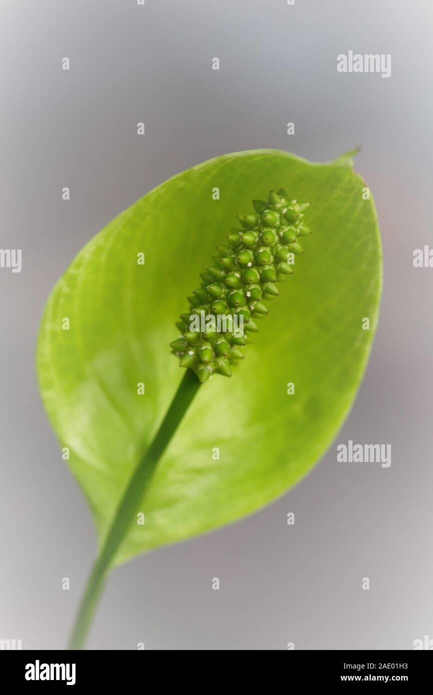 Chiusura del fiore di un Spathiphyllum - pace lily impianto. Foto Stock