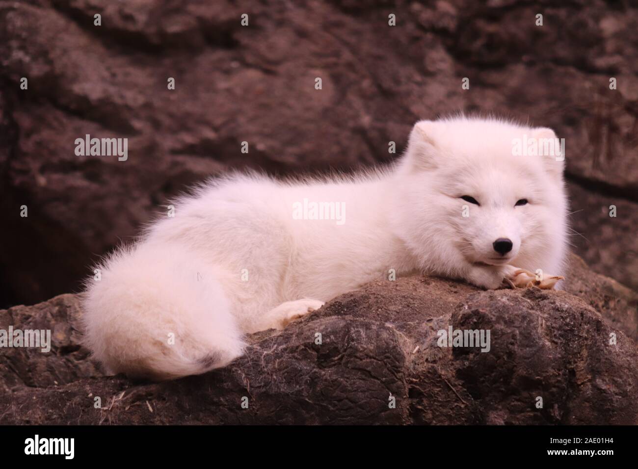Un Arctic Fox (Vulpes vulpes lagopus) presso la North Carolina Zoo Foto Stock
