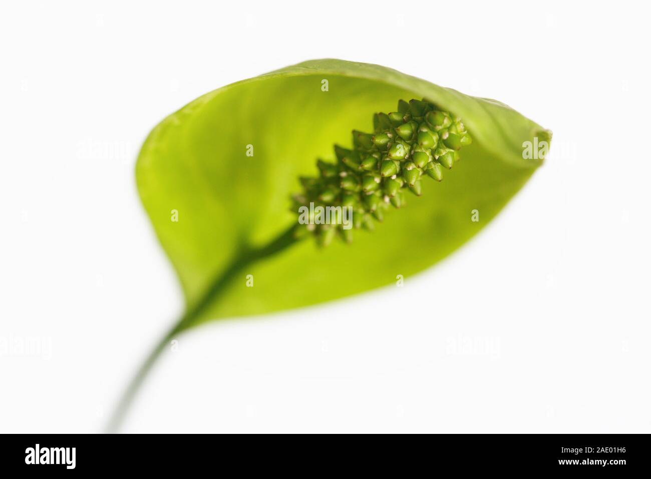 Chiusura del fiore di un Spathiphyllum - pace lily impianto. Foto Stock