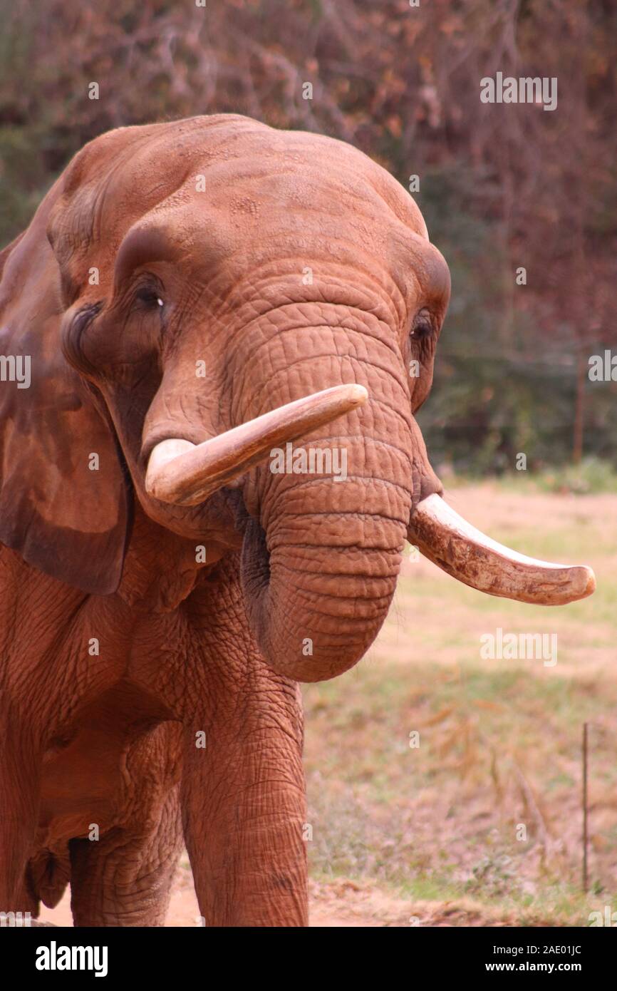 Un elefante africano (Loxodonta africana) presso la North Carolina Zoo Foto Stock