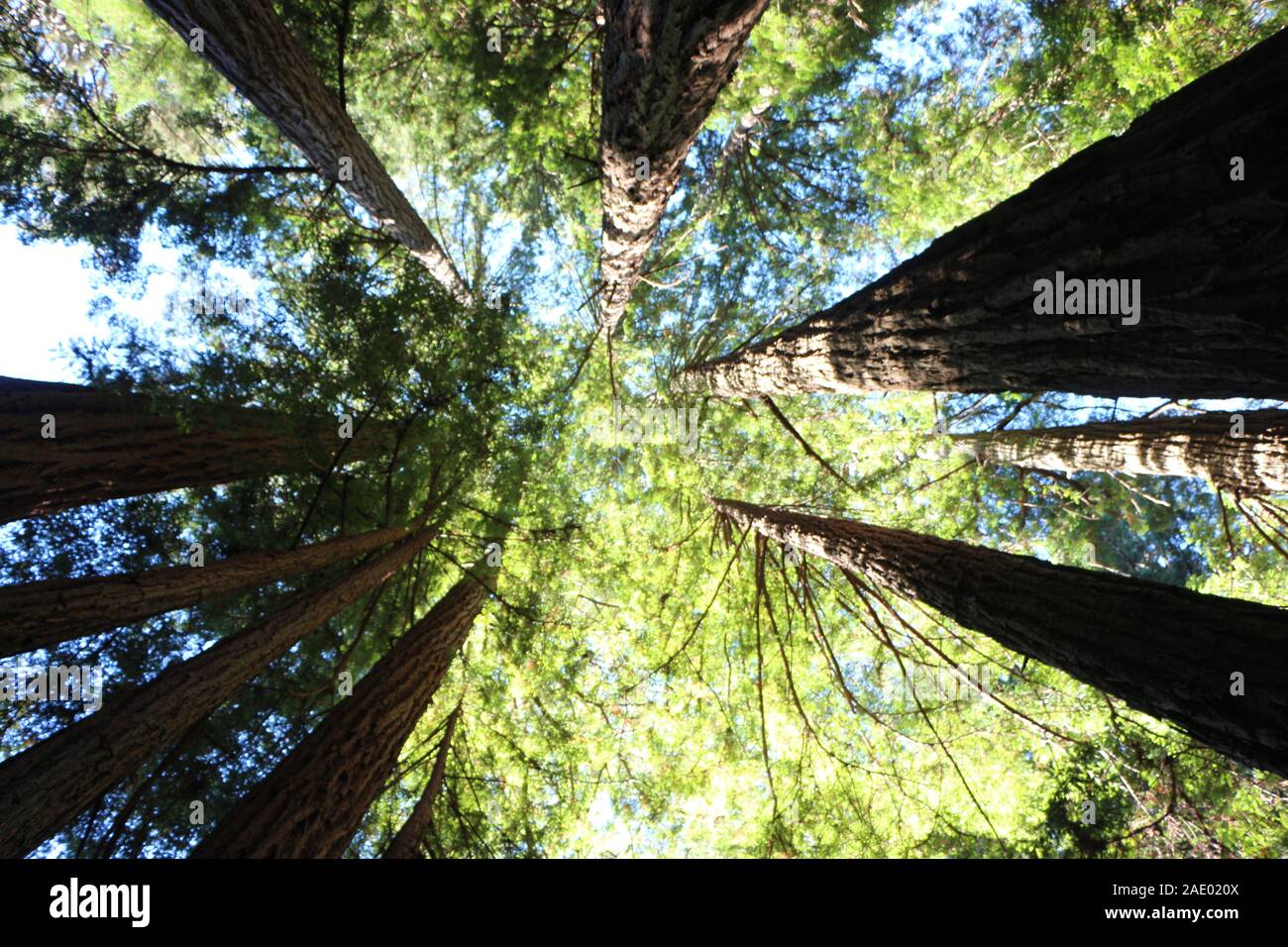 California Redwood foreste, del Parco Nazionale Yosemite, Foto Stock
