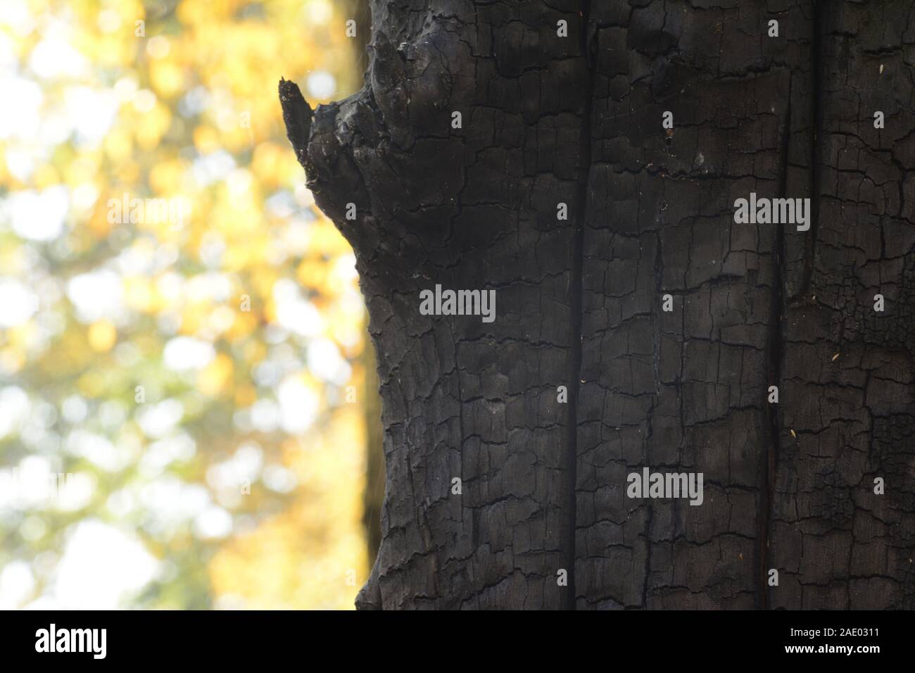 Albero bruciato tronco davanti a foglie di autunno, dettaglio di ripresa macro di stagione autunno fotografia Foto Stock