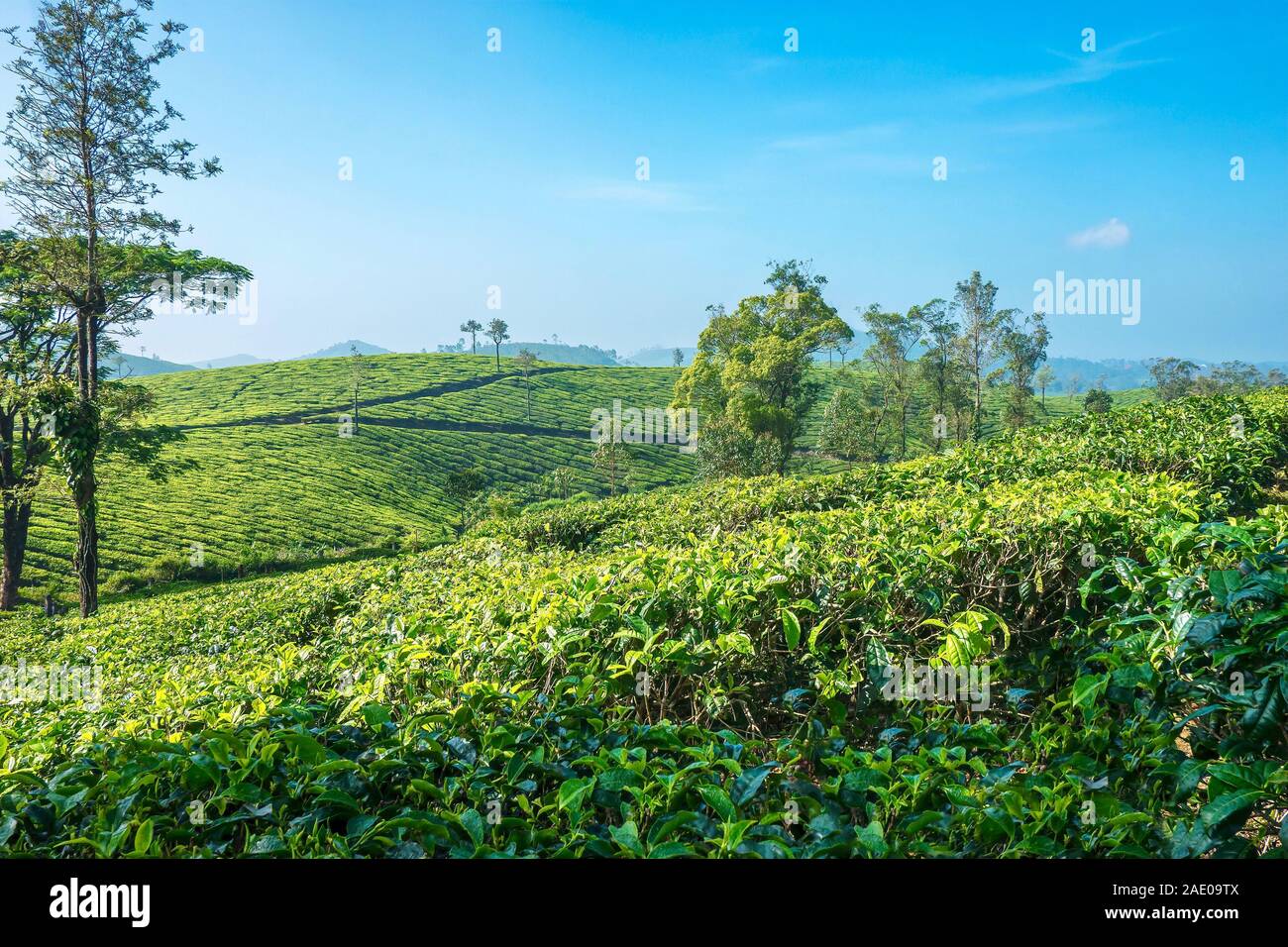 La produzione del tè è una grande industria in India. Si tratta di una piantagione di tè situato in alta quota regione di Munnar nello stato del Kerala, India del sud. Foto Stock