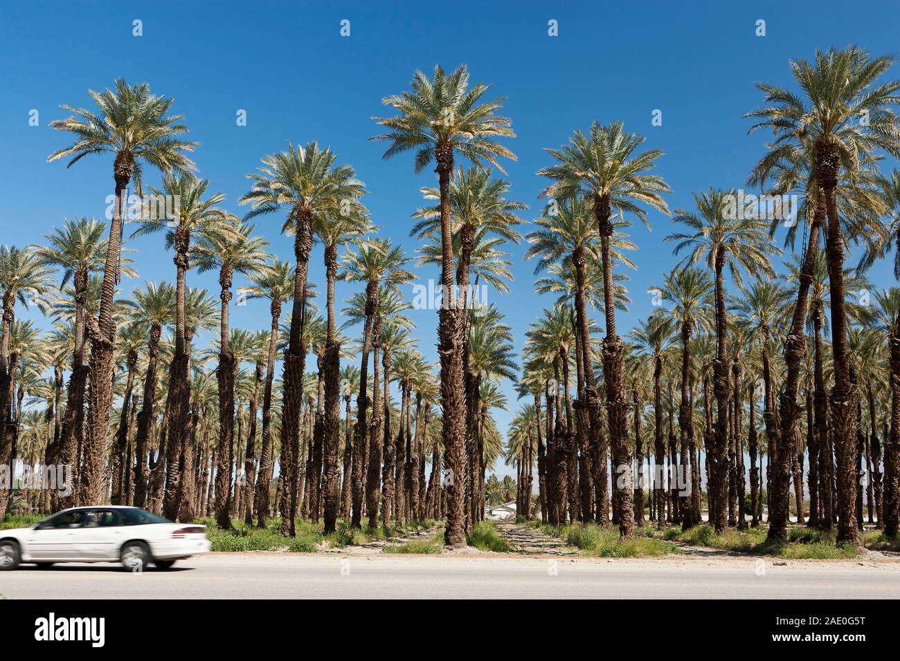 Guida auto oltre una data azienda palm, Coachella Valley, Indio, CALIFORNIA, STATI UNITI D'AMERICA Foto Stock