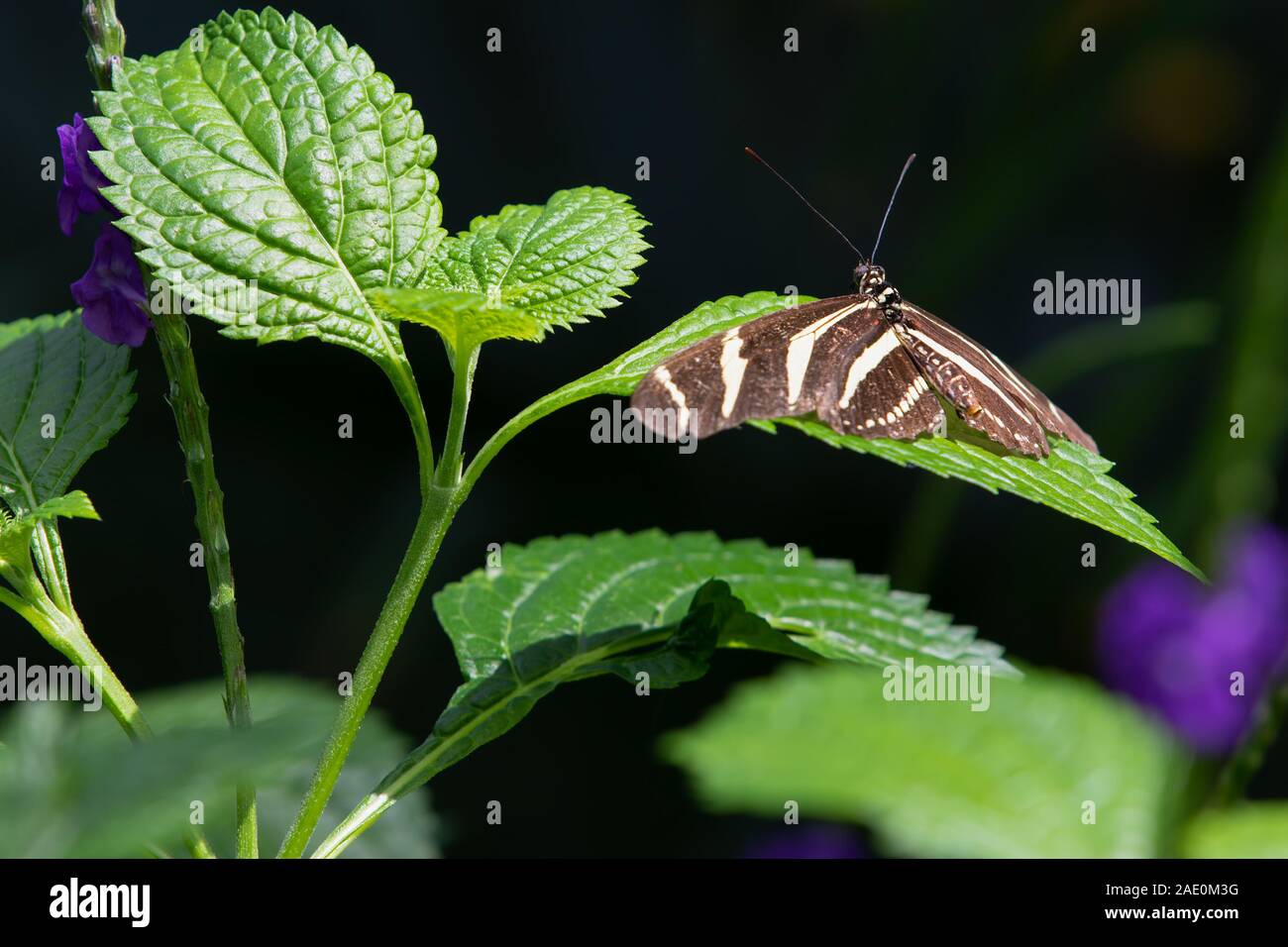 Zebra Longwing Butterfly Heliconius charithonia fiore foglia viola Foto Stock