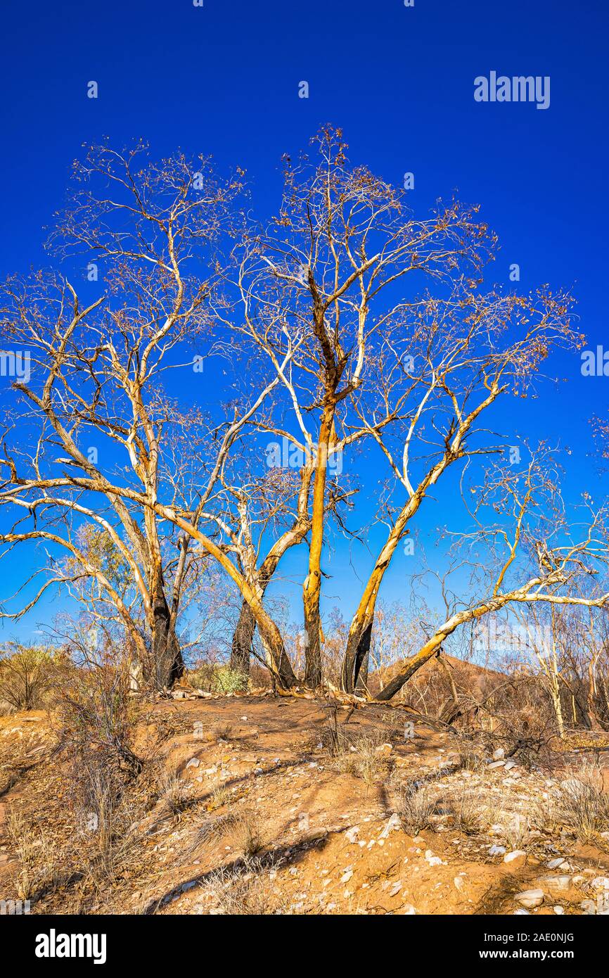 Il danno da Jan 2019 bushfires nel West MacDonnell Ranges e il beginings della ricrescita della terra bruciata. Foto Stock