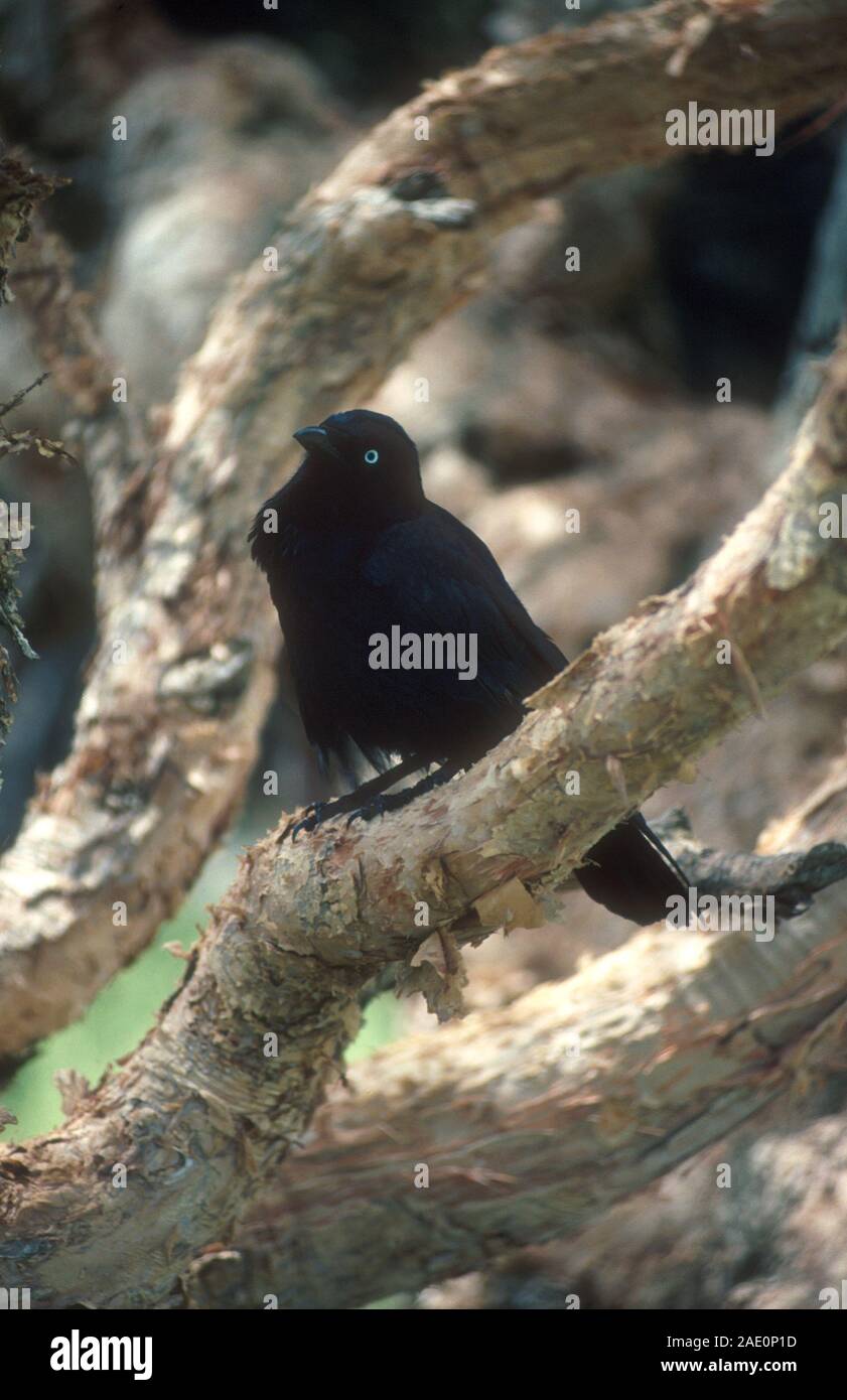 Il piccolo crow (Corvus bennetti) è un australiano specie di crow, molto simile al corvo Torresian in aventi basi bianca al collo e testa . Foto Stock