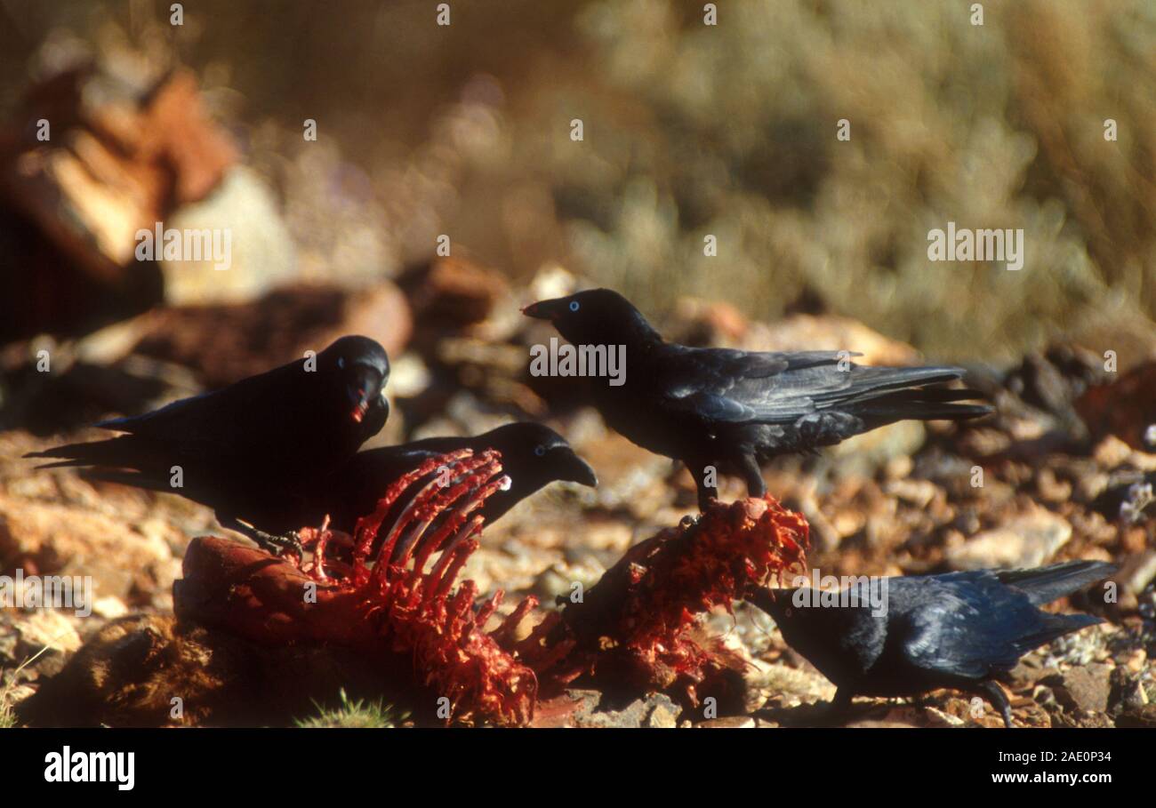 Il piccolo crow (Corvus bennetti) è un australiano specie di crow, molto simile al Torresian crow, visto qui l'alimentazione spenta la carcassa di un animale. Foto Stock