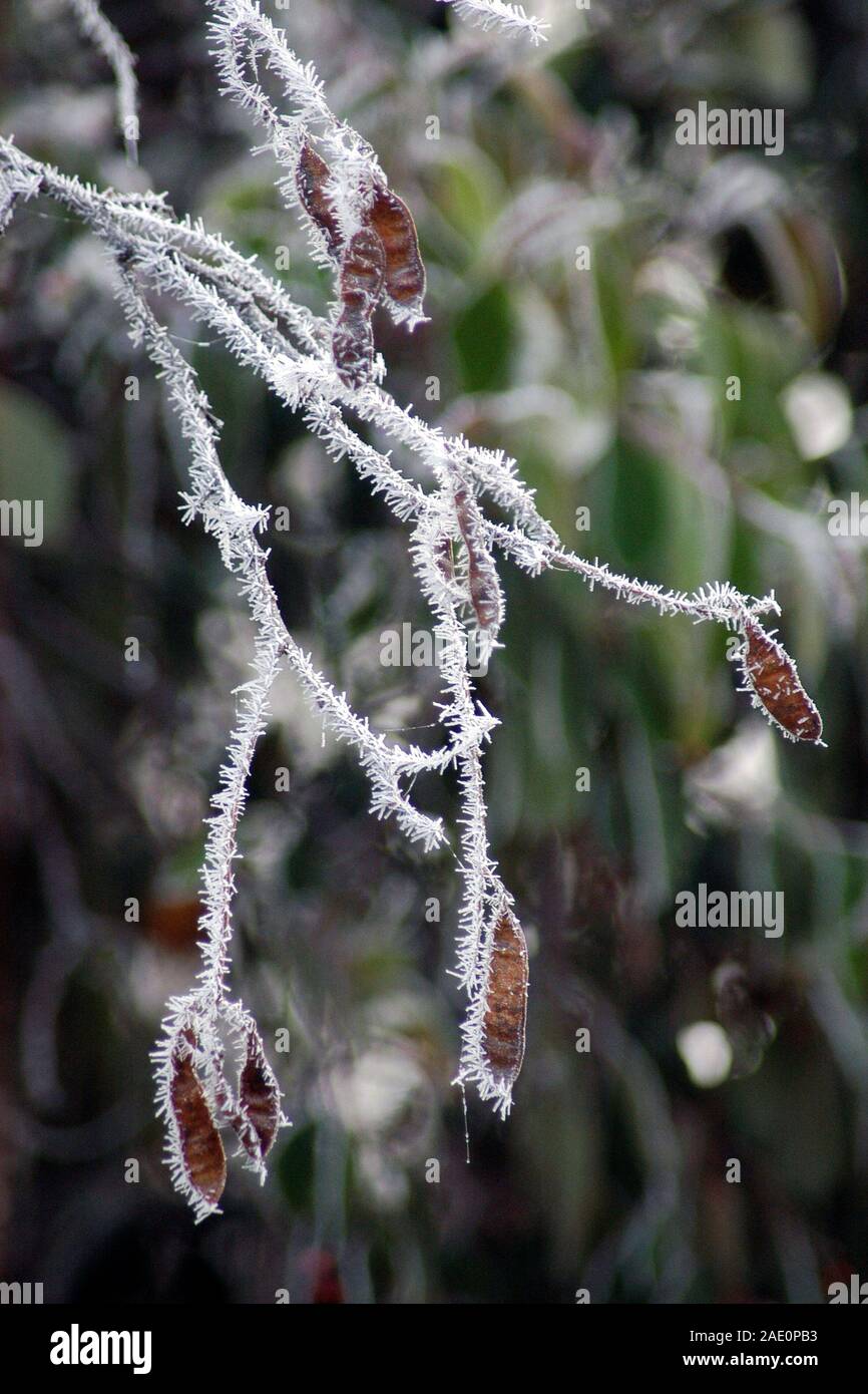 Gelo sulle capsule di semi di un albero in inverno, Tasmania, Australia. Foto Stock