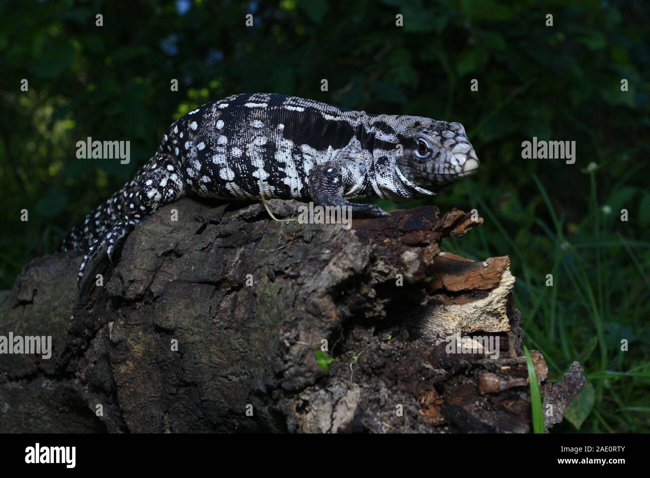 Close up argentino in bianco e nero tegu (Salvator merianae), chiamato anche il gigante argentino tegu Foto Stock