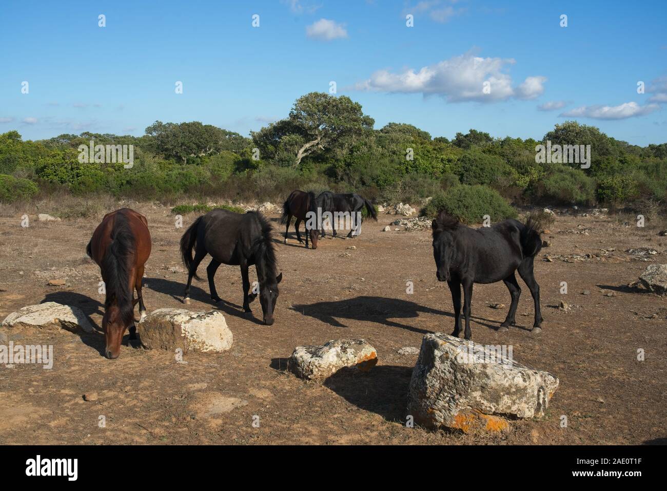 L'Italia, Barumini - 2019-09-30 : La Giara di Gesturi è un alto e ripido fronte-retro altopiano basaltico nel centro della Sardegna. Molte le querce da sughero, Quercus suber, un Foto Stock
