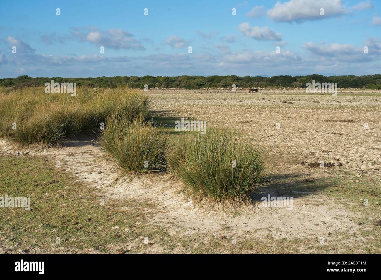 L'Italia, Barumini - 2019-09-30 : La Giara di Gesturi è un alto e ripido fronte-retro altopiano basaltico nel centro della Sardegna. Molte le querce da sughero, Quercus suber, un Foto Stock