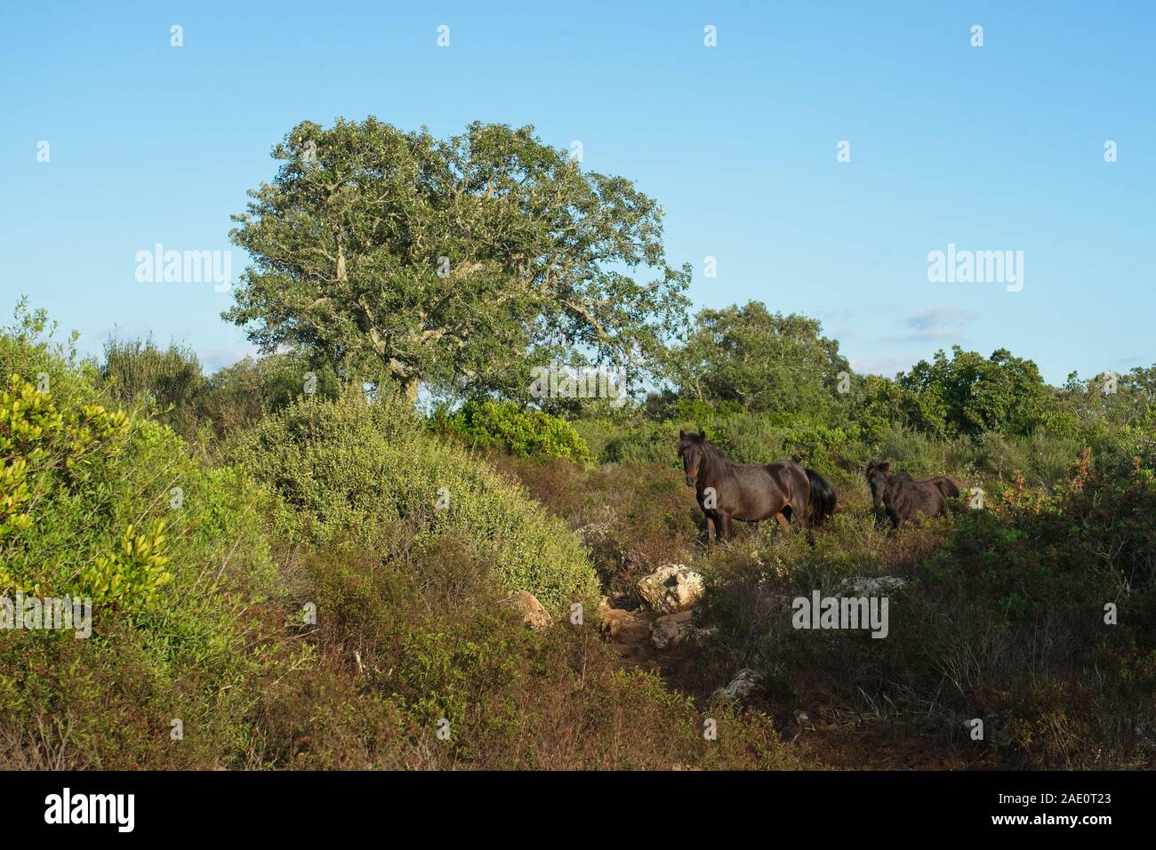 L'Italia, Barumini - 2019-09-30 : La Giara di Gesturi è un alto e ripido fronte-retro altopiano basaltico nel centro della Sardegna. Molte le querce da sughero, Quercus suber, un Foto Stock