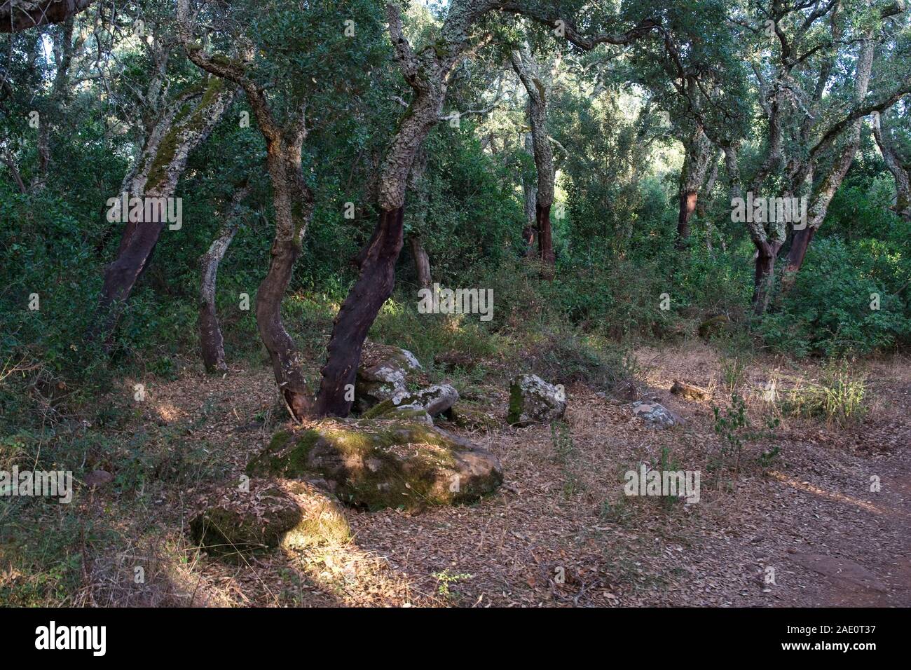 L'Italia, Barumini - 2019-09-30 : La Giara di Gesturi è un alto e ripido fronte-retro altopiano basaltico nel centro della Sardegna. Molte le querce da sughero, Quercus suber, un Foto Stock
