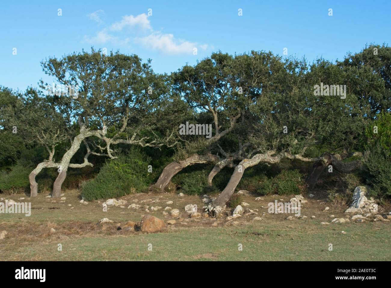 L'Italia, Barumini - 2019-09-30 : La Giara di Gesturi è un alto e ripido fronte-retro altopiano basaltico nel centro della Sardegna. Molte le querce da sughero, Quercus suber, un Foto Stock