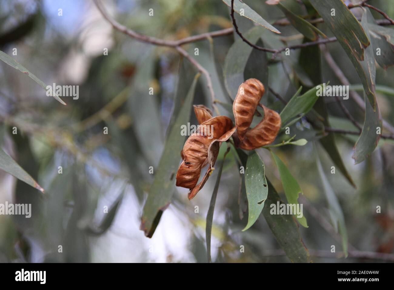 Semi-podi e ramo delle bacchette di legno di Salwood fiorite d'oro (Acacia Aulacarpa) Foto Stock
