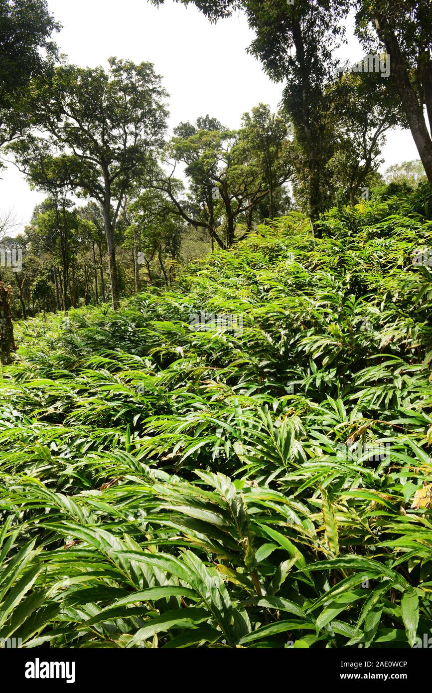 Una fattoria di cardamomo in colline di cardamomo in Kerela, India. Foto Stock